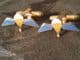 Parachute Qualification Wings Regimental Cufflink, Lapel and Tie Clip Set