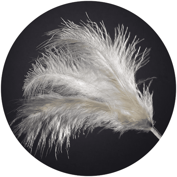 3 Feathers Spray Ivory
