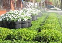 Citadel Bowl Planter