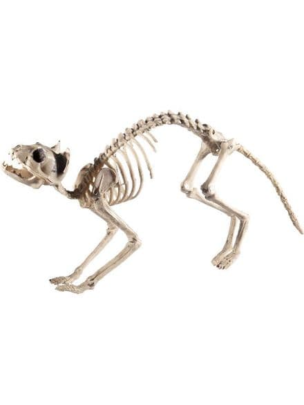 Cat Skeleton Prop