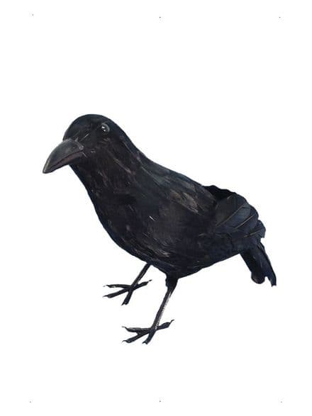 Feathered Crow Prop
