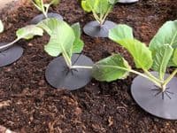 Reusable Cabbage Brassica Plant Protector Barrier Collar Mat, Deters Root Flies. X8140
