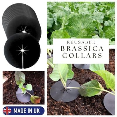 Reusable Cabbage Brassica Plant Protector Barrier Collar Mat, Deters Root Flies. X8140
