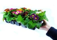 Seed Tray with 15 Cells, Full Size. Various Quantities, UK Made. X1156