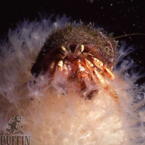 PADI Advanced Snorkeller