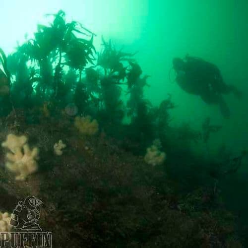 PADI Snorkel Guide Course