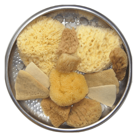 PureSponges Natural SpongesIndividually Photograped