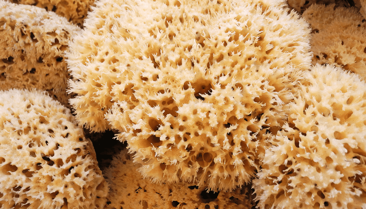 PureSponges Natural SpongesIndividually Photograped