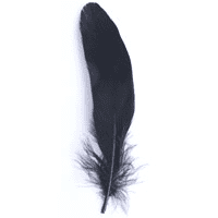 Feathers Goose BLACK