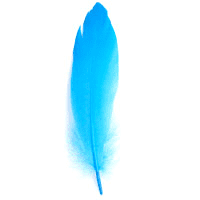 Feathers Goose TURQUOISE