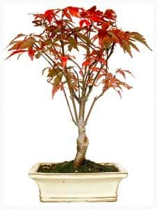 Acer palmatum deshojo Bonsai 9 Years