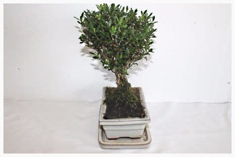 Buxus harlandii Bonsai 5 Years 3