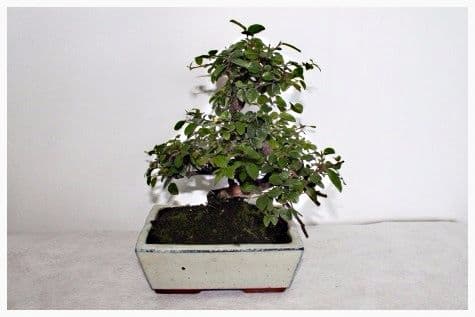 geigenfeige katze Geigenfeige (Ficus lyrata) kaufen main image 1