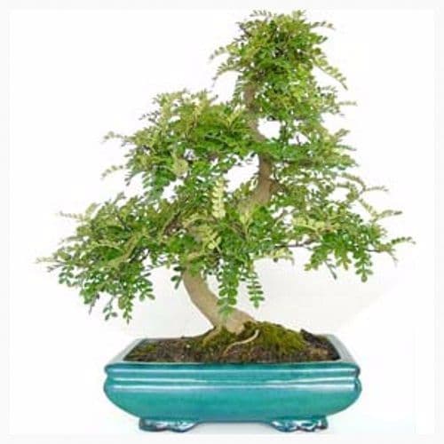 Zanthoxylum piperitum Bonsai 10 Years