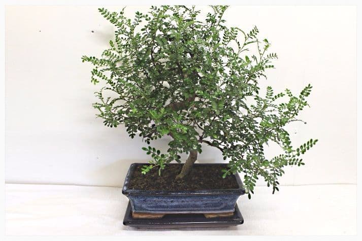 Zanthoxylum piperitum Bonsai 16 Years 1