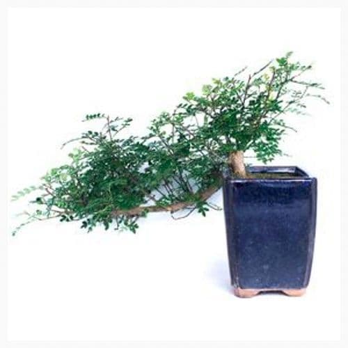 Zanthoxylum piperitum Bonsai Semi-cascade 10 Years