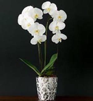 Orchid plant 2