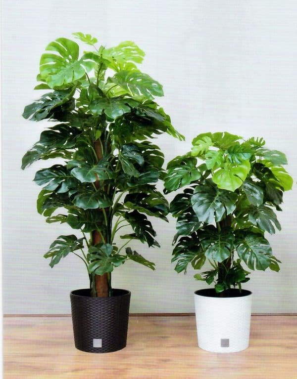 PLANTS
