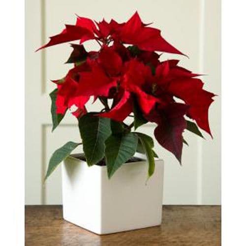 poinsetta 00PLT-38