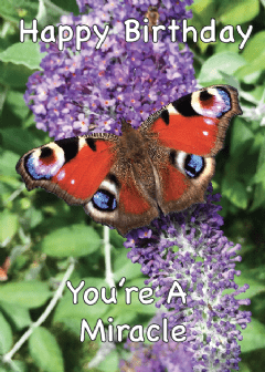 Happy Birthday You're A Miracle