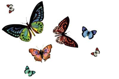 d-c-fix® Rio Placemat - Butterfly Transparent - Pack 12