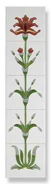 Flag Iris (Ivory Burgundy)
