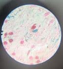 Antique Boxed French Brass Student Compound Microscope Circa 1880/1900s Portable Swivel Base