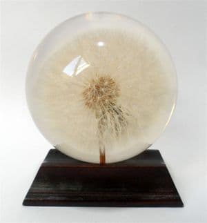 Post Vintage Large 1994 Hafod Grange Lucite Acrylic Resin Paperweight Dandelion Seed Head Clock