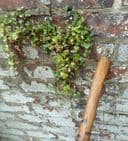 Scarce Antique Garden Tool Long Handled T Blackburn Preston Hedge Slasher Farming Agricultural