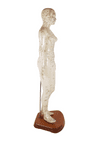 Vintage Anatomical Acupuncture Points Figure Model Female Form Human Body Training Aid Display