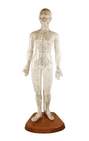 Vintage Anatomical Acupuncture Points Figure Model Female Form Human Body Training Aid Display