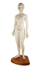 Vintage Anatomical Acupuncture Points Figure Model Female Form Human Body Training Aid Display