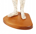 Vintage Anatomical Acupuncture Points Figure Model Female Form Human Body Training Aid Display