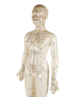 Vintage Anatomical Acupuncture Points Figure Model Female Form Human Body Training Aid Display