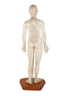 Vintage Anatomical Acupuncture Points Figure Model Female Form Human Body Training Aid Display