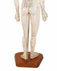 Vintage Anatomical Acupuncture Points Figure Model Female Form Human Body Training Aid Display