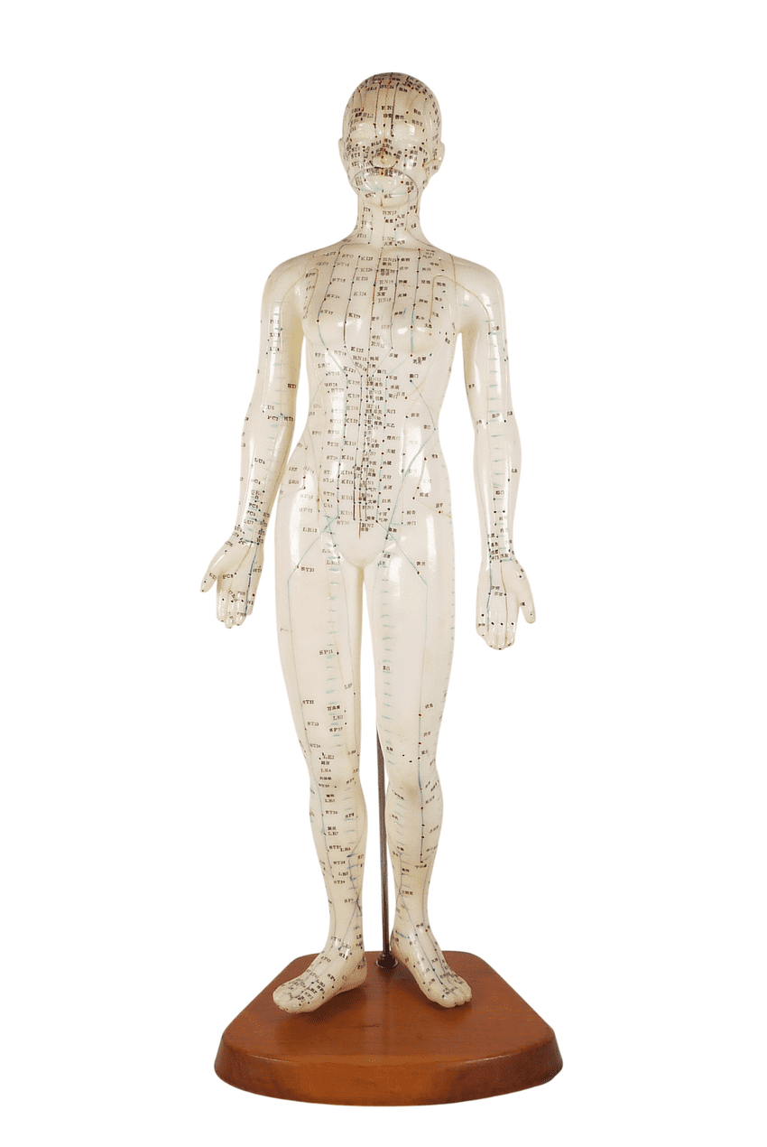 Vintage Anatomical Acupuncture Points Figure Model Female Form Human Body Training Aid Display