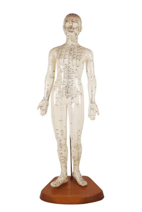 Vintage Anatomical Acupuncture Points Figure Model Female Form Human Body Training Aid Display