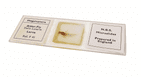 Vintage Boxed NBS Microslides Microscope Slides 6/B Set Insects & Spiders Whole Part Circa 1970s