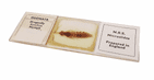Vintage Boxed NBS Microslides Microscope Slides 6/B Set Insects & Spiders Whole Part Circa 1970s