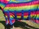 Full Neck Fly Rug Rainbow Pattern