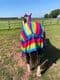 Full Neck Fly Rug Rainbow Pattern
