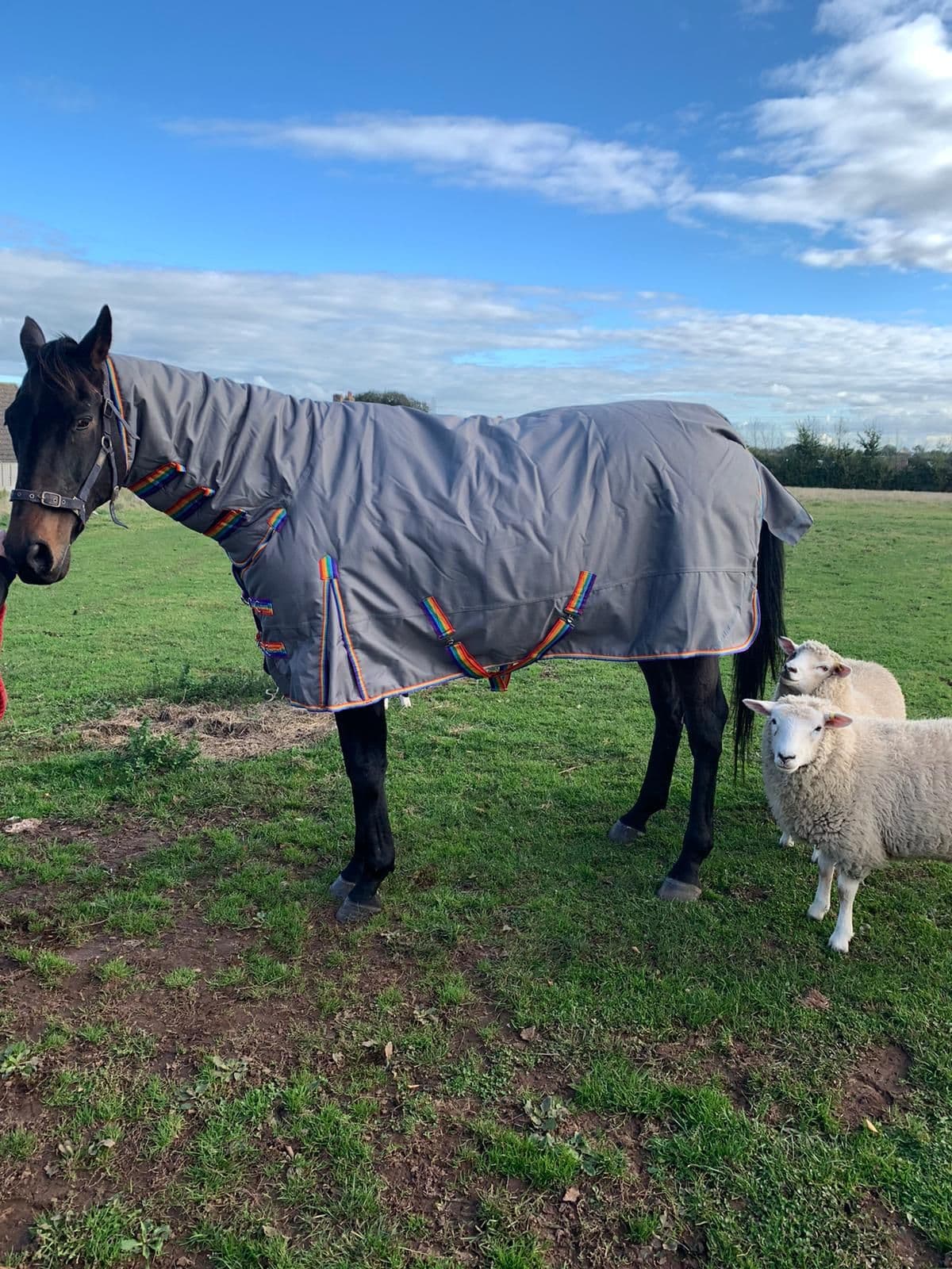 Heavy Weight Full Neck Turnout Horse Rug 1200D