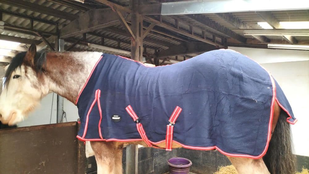 Waffle cooler heavy Horse Shire Rug 6 9