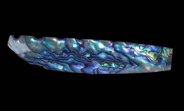 ABALONE shell large piece