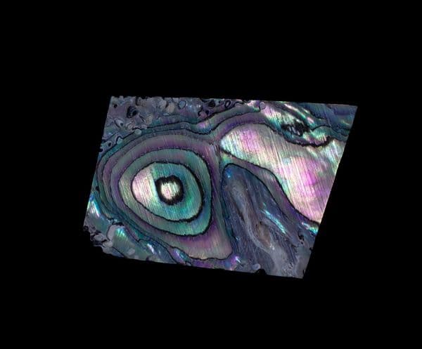 ABALONE shell small piece