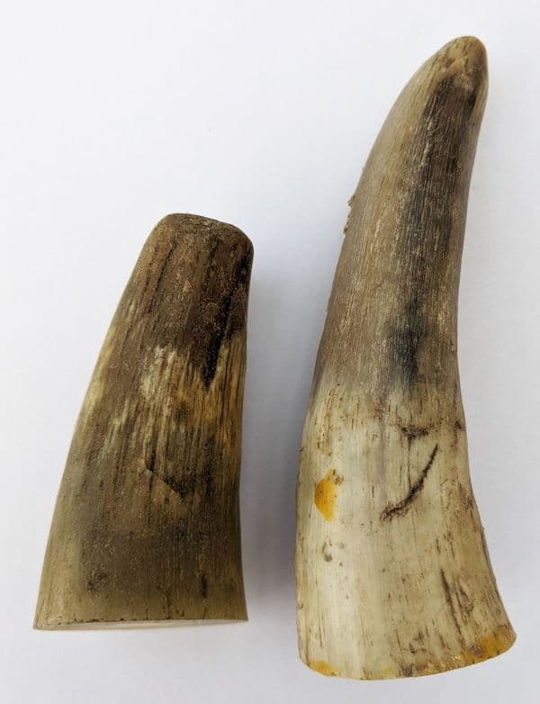 COW HORN TIPS for bow nocks