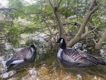 CANADA Geese Photo REAL Spreaders Goose Decoys To Full Body Decoy Decoying New