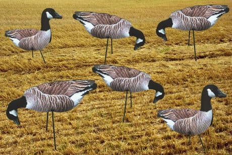 CANADA Geese Photo REAL Spreaders Goose Decoys To Full Body Decoy Decoying New