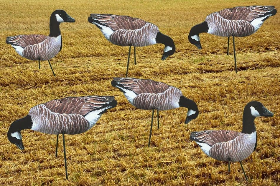 CANADA Geese Photo REAL Spreaders Goose Decoys To Full Body Decoy Decoying New